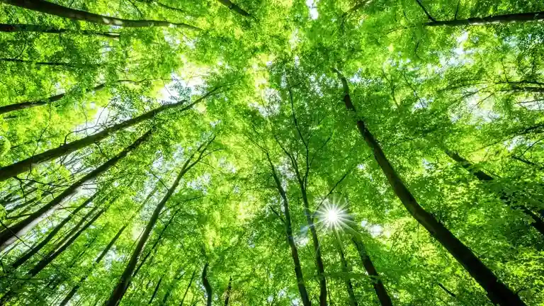 Chef John's Irish Soda Bread